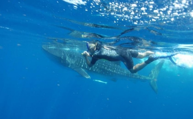  与鲸鲨一起浮潜游览 